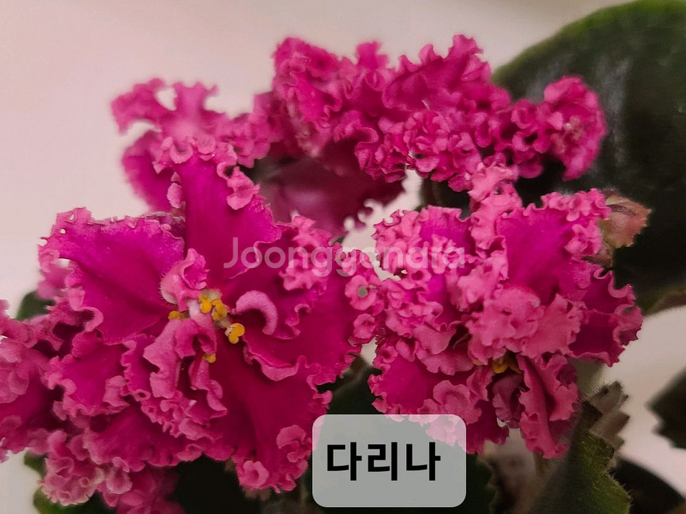 러시아 바이올렛 6종--2