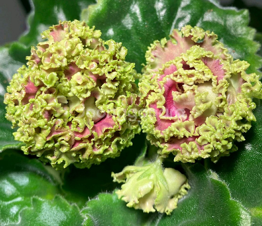 러시아 바이올렛 6종--5