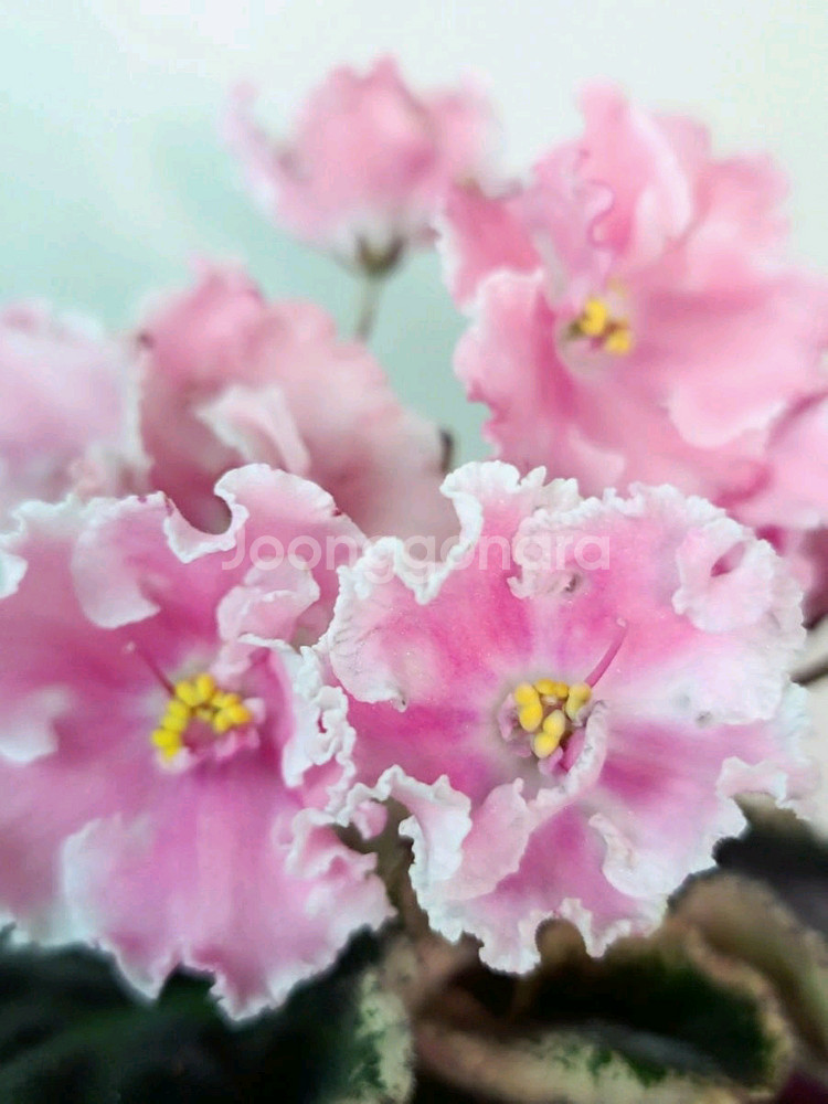 러시아 바이올렛 6종--6