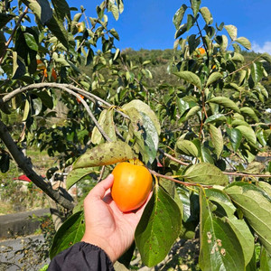 의령 대봉감 15kg (7박스 남음)