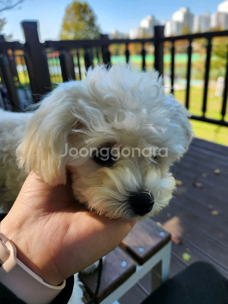 서울페이 강남 사랑 상품권 필요합니다! (성동,강북 교환)--1