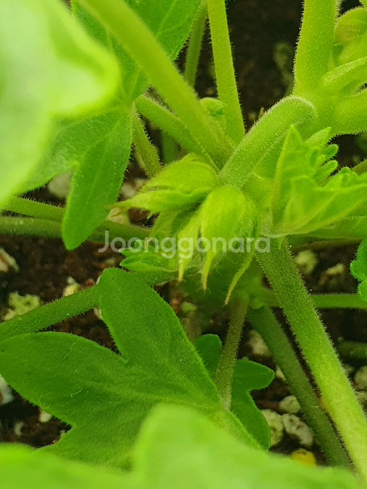 스텔라제라늄 아메리칸님 블루밍셔벗 꽃대있음--3