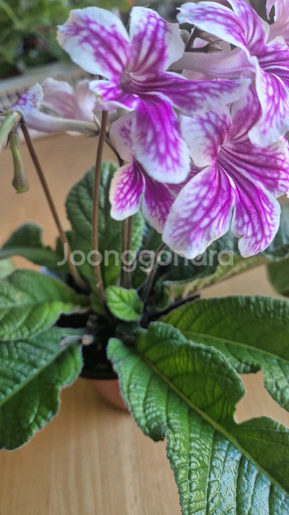 스트렙토카르푸스 (데이지두드레)--1