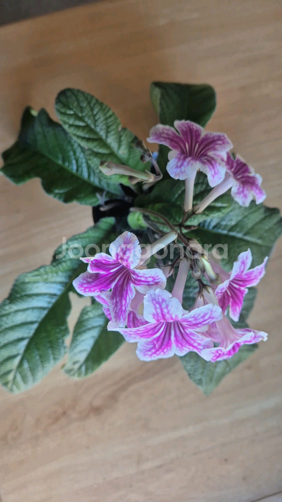 스트렙토카르푸스 (데이지두드레)--0