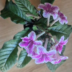 스트렙토카르푸스 (데이지두드레)