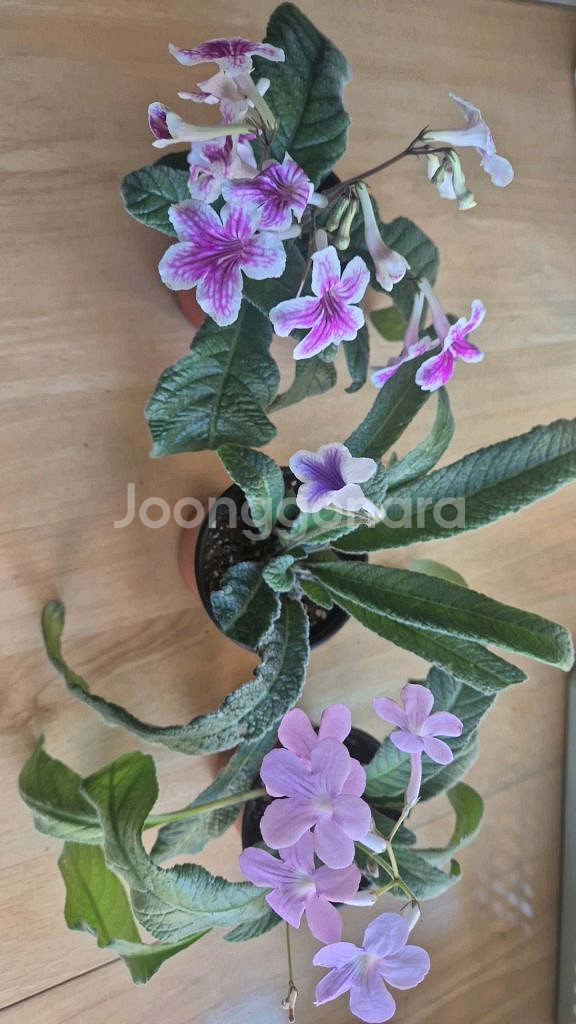 스트렙토카르푸스 (3종)--0