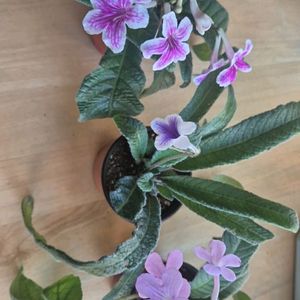 스트렙토카르푸스 (3종)