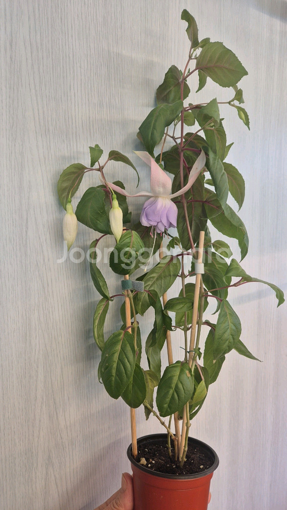 후쿠시아 (홀리스뷰티)--0