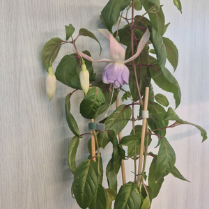 후쿠시아 (홀리스뷰티)