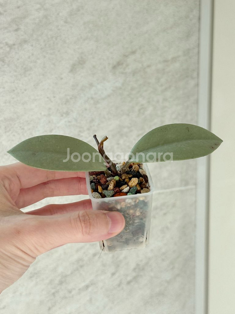 호야 윌버그레이브 풀실버--0