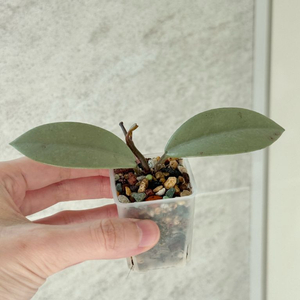 호야 윌버그레이브 풀실버