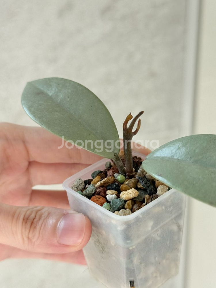 호야 윌버그레이브 풀실버--1