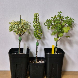 제라늄 3종 흰무늬크리스펌, 시스썬버스트, 콴탁메이