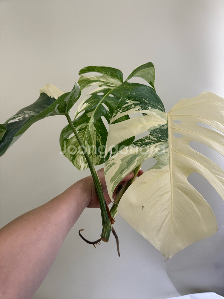 몬스테라 알보--1