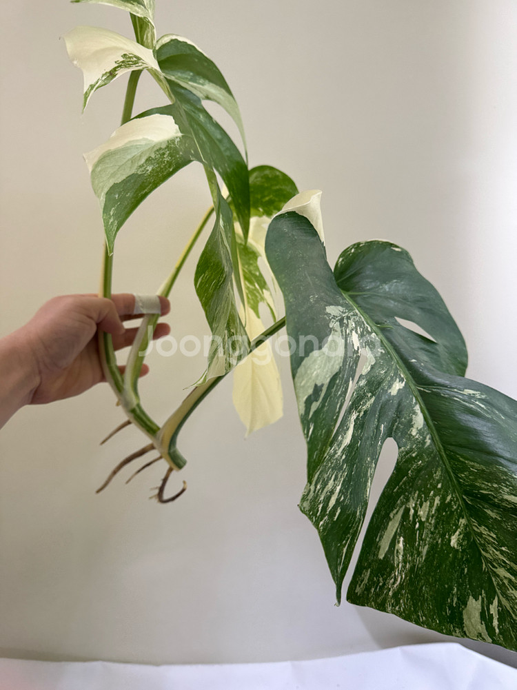 몬스테라 알보--2