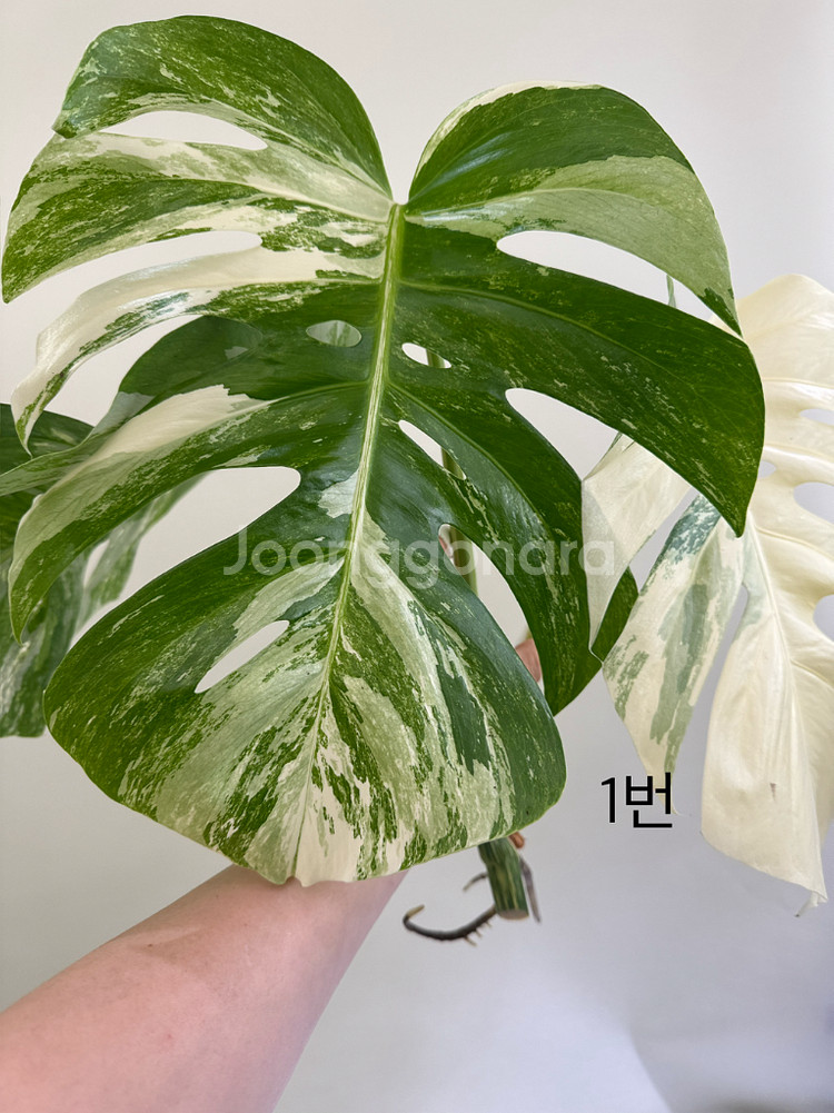 몬스테라 알보--0