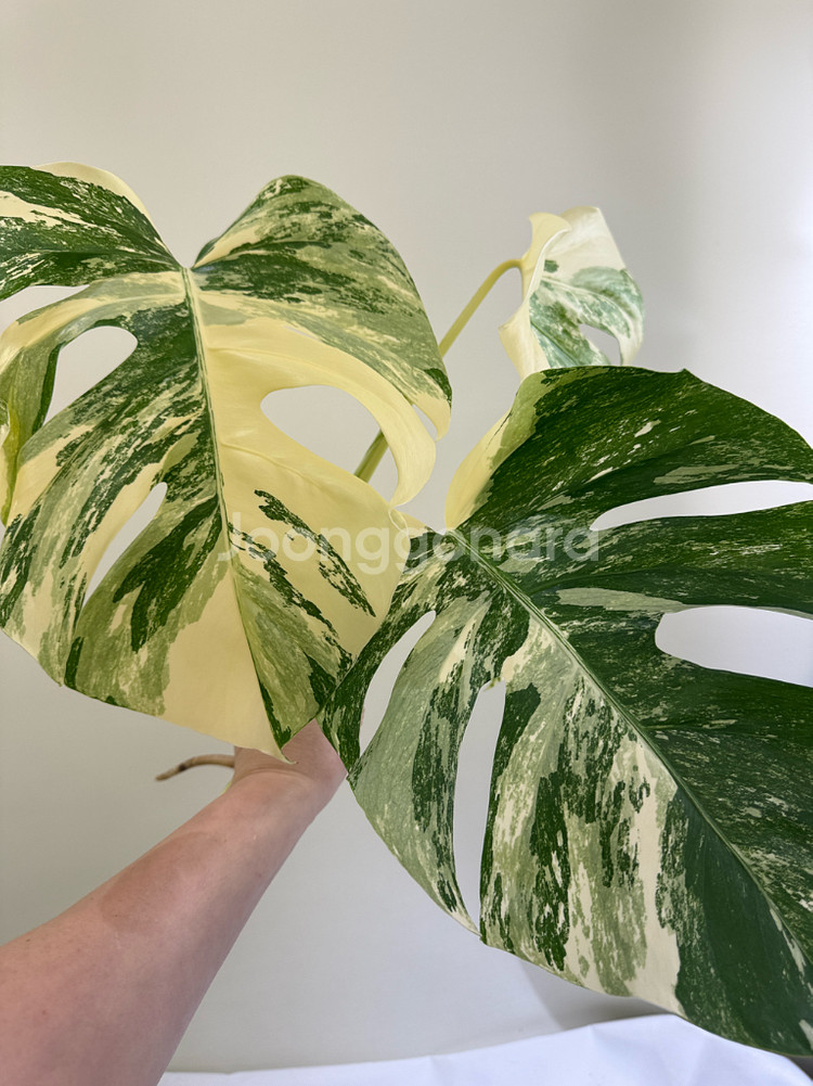 몬스테라 알보--6