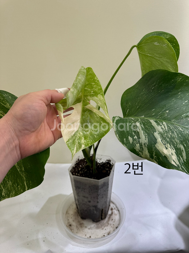 몬스테라 알보--3