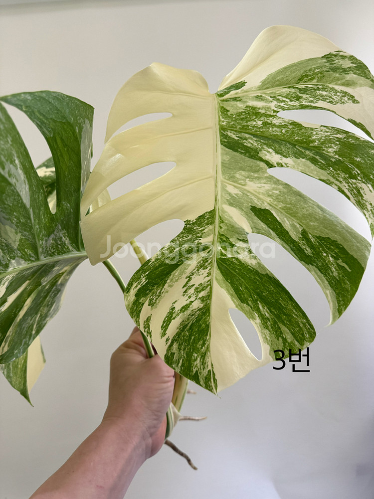 몬스테라 알보--5