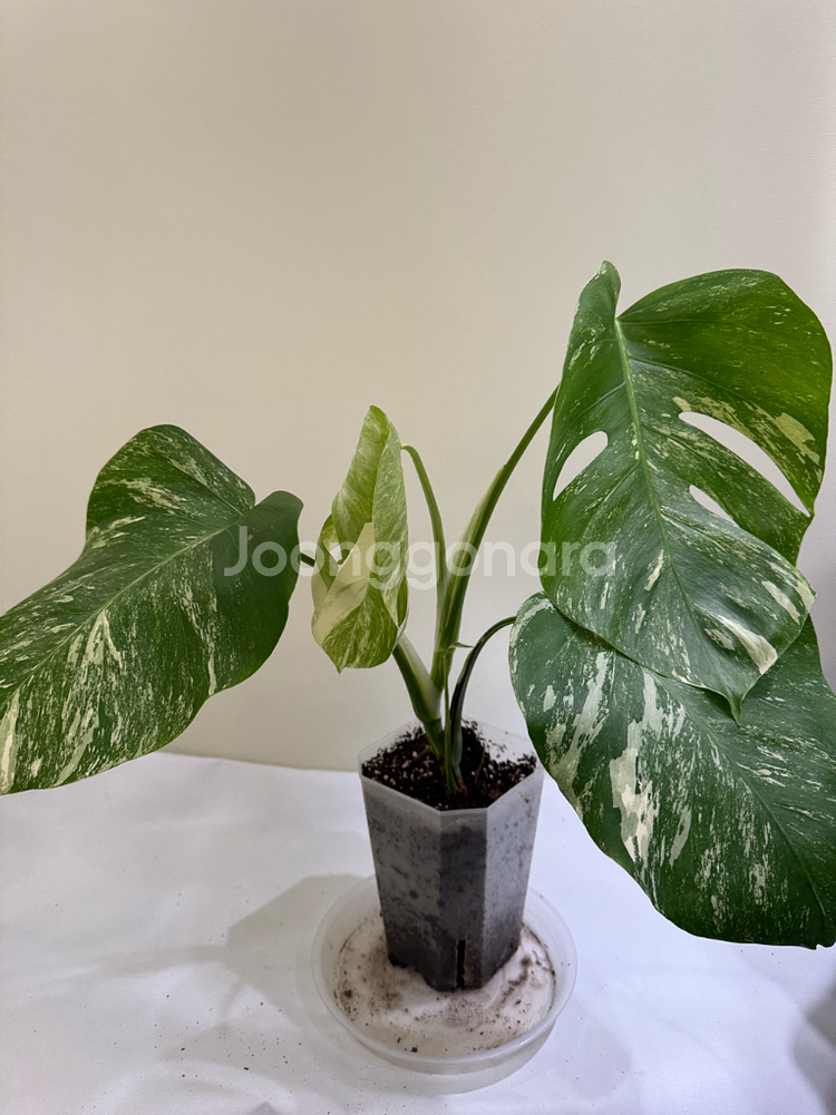 몬스테라 알보--4