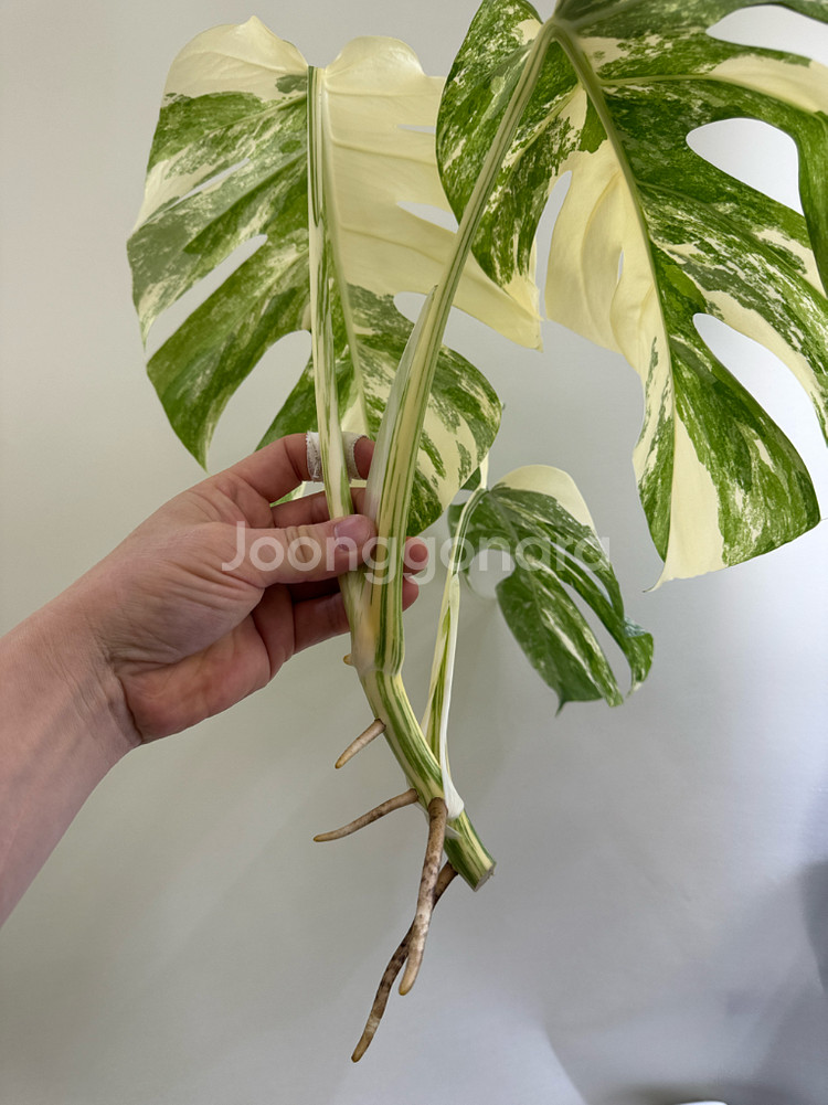 몬스테라 알보--7