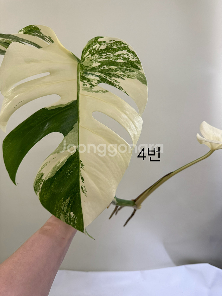 몬스테라 알보--0