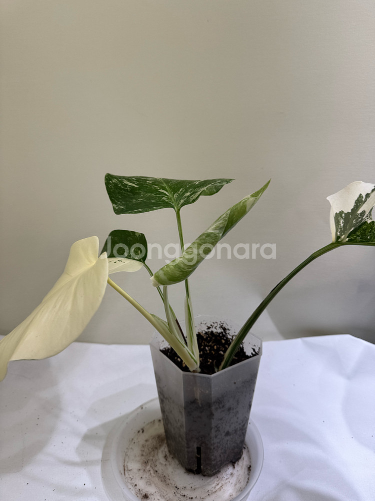 몬스테라 알보--5