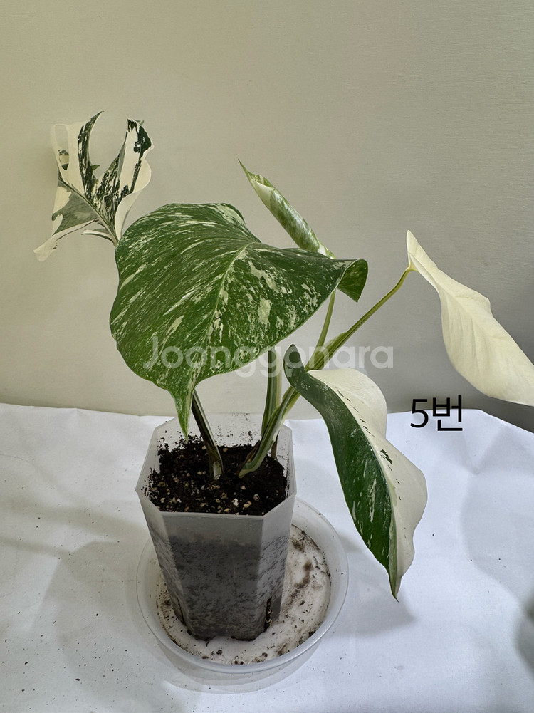 몬스테라 알보--3