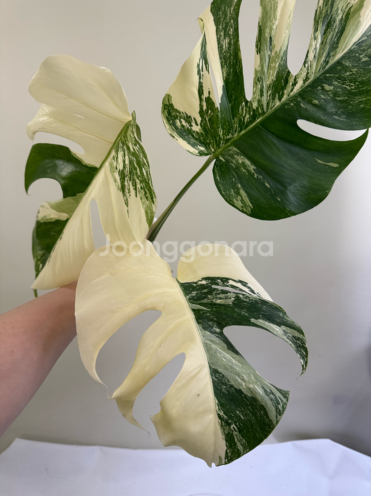 몬스테라 알보--2