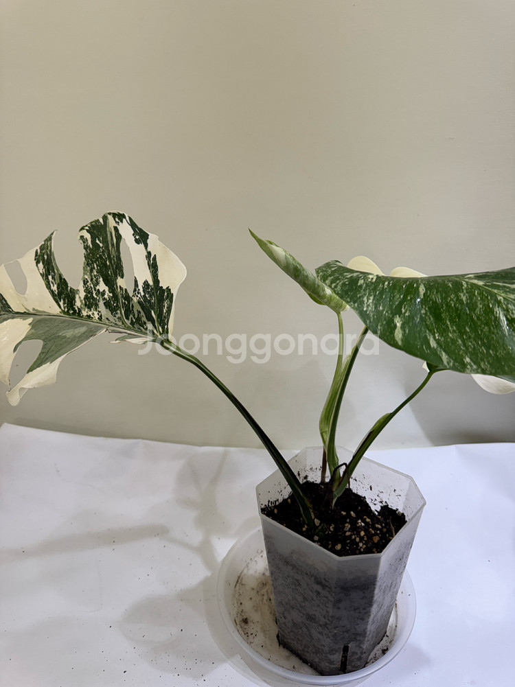 몬스테라 알보--4