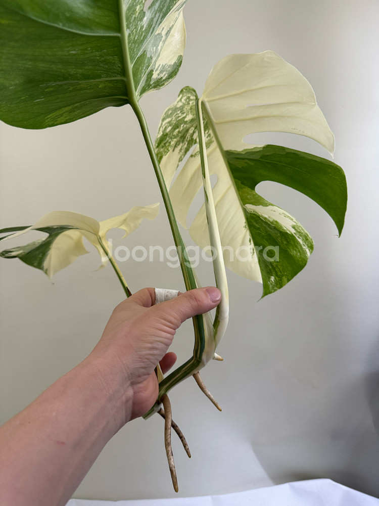 몬스테라 알보--1