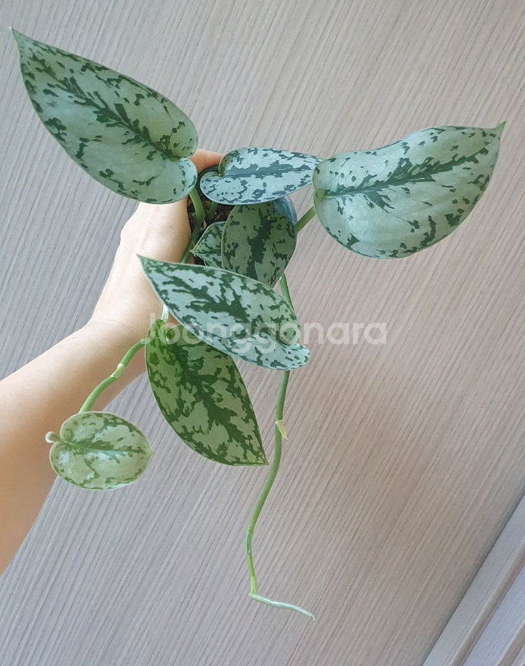 스킨답서스 실버레이디--0