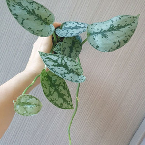 스킨답서스 실버레이디