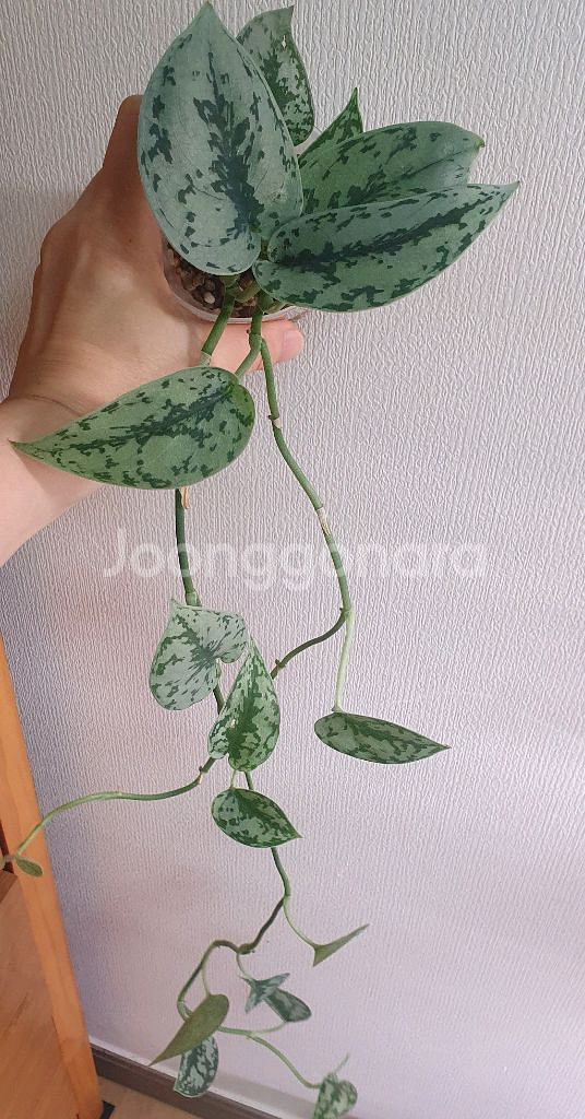 스킨답서스 실버레이디--1