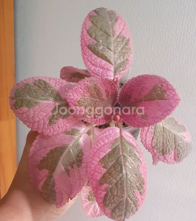 에피스시아 핑크헤븐--0