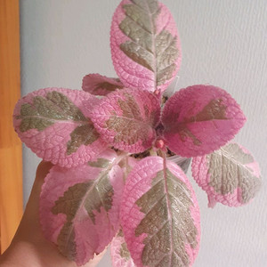 에피스시아 핑크헤븐