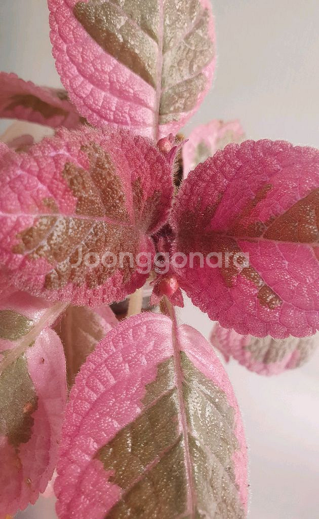 에피스시아 핑크헤븐--1