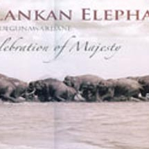 Sri Lankan Elephant A Celebration of Majesty 스리랑카 코끼리 화보집 영어원서 이미지