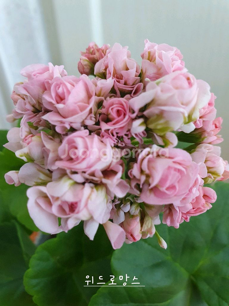 제라늄 3종 J온리유 뽀롱마미님 변종 ,위드로망스,오렌지마멀레이드--0