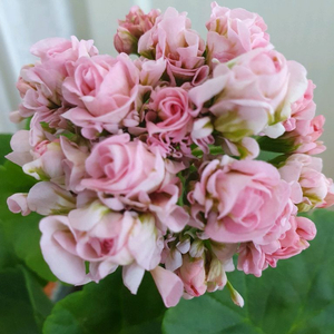 제라늄 3종 J온리유 뽀롱마미님 변종 ,위드로망스,오렌지마멀레이드