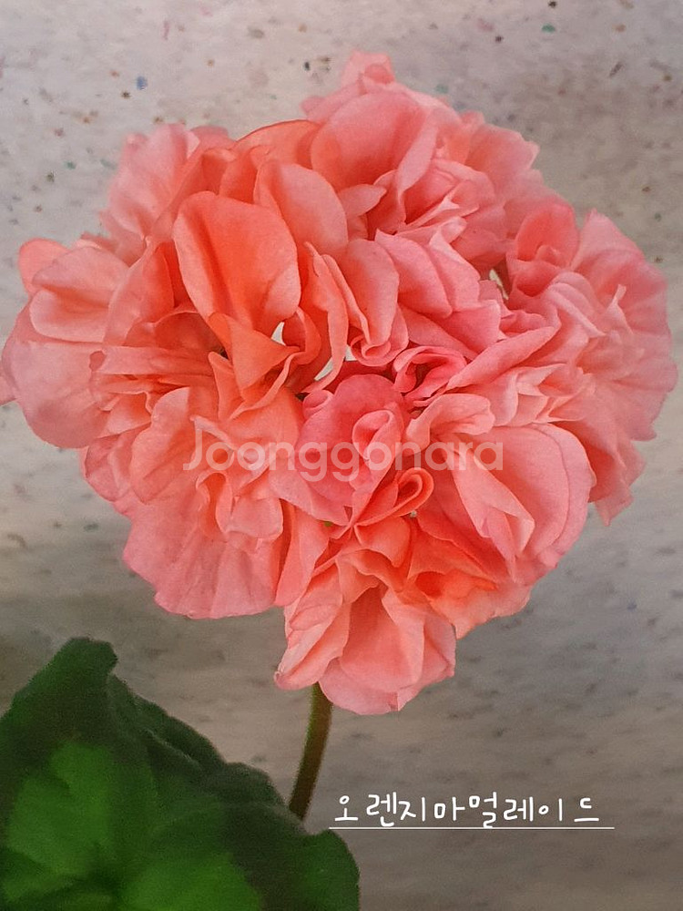 제라늄 3종 J온리유 뽀롱마미님 변종 ,위드로망스,오렌지마멀레이드--1