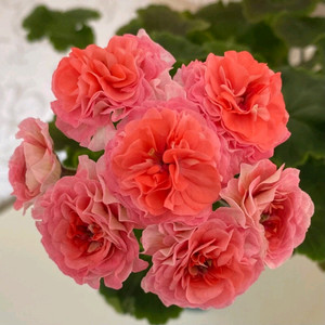 에릭 드래곤앤로즈 제라늄