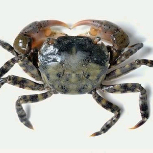 애완용 무늬발게 분양합니다!!!