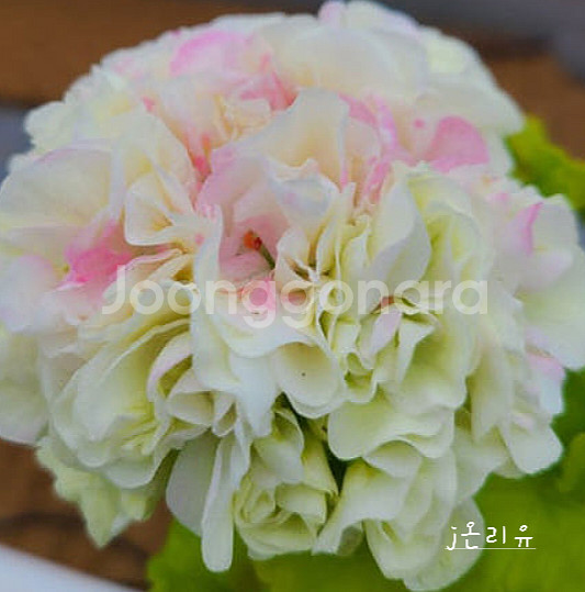 제라늄 3종 J온리유 뽀롱마미님 변종 ,위드로망스,오렌지마멀레이드--2