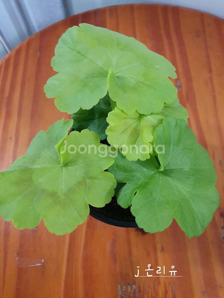 제라늄 3종 J온리유 뽀롱마미님 변종 ,위드로망스,오렌지마멀레이드--4