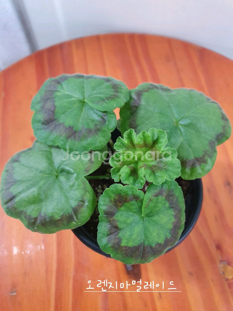 제라늄 3종 J온리유 뽀롱마미님 변종 ,위드로망스,오렌지마멀레이드--5