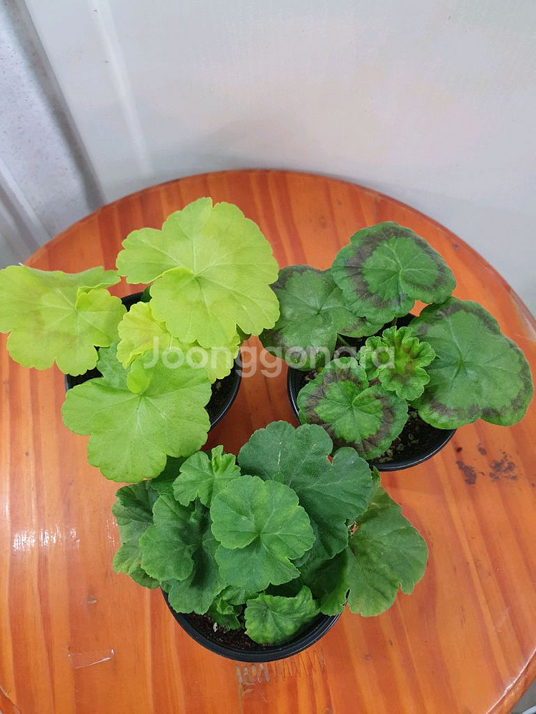 제라늄 3종 J온리유 뽀롱마미님 변종 ,위드로망스,오렌지마멀레이드--3