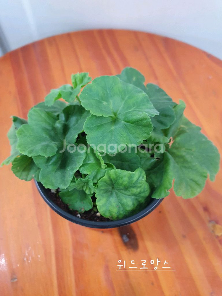 제라늄 3종 J온리유 뽀롱마미님 변종 ,위드로망스,오렌지마멀레이드--6