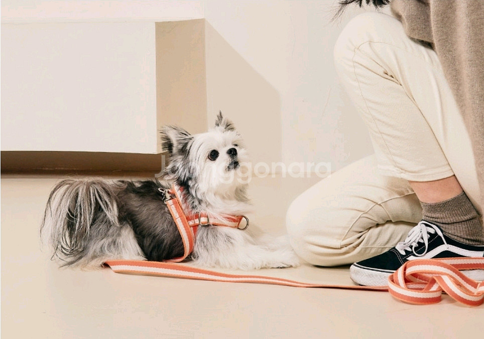 새상품) 티어라움 선셋하네스 강아지 하네스 + 리드줄 세트 산책용품--0