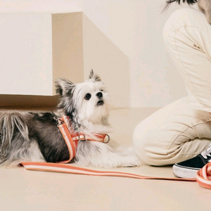 새상품) 티어라움 선셋하네스 강아지 하네스 + 리드줄 세트 산책용품